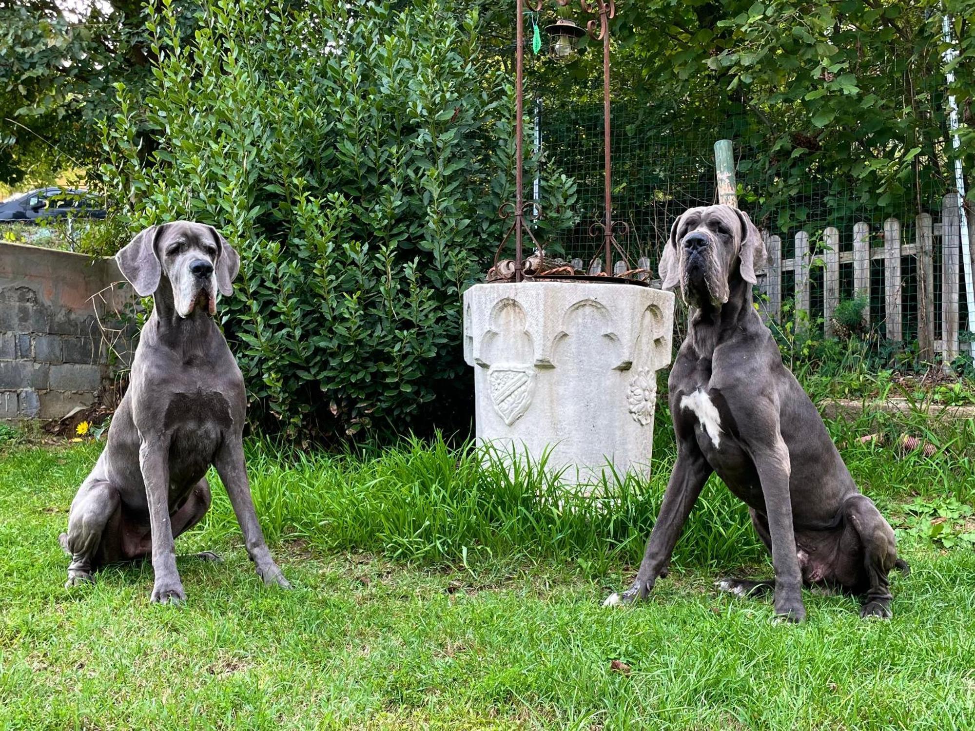 Rocchetta Tanaro Bnb Dog And Friend מראה חיצוני תמונה